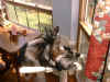 cats3.jpg (74510 bytes)