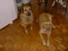 honey_tessie.jpg (113336 bytes)